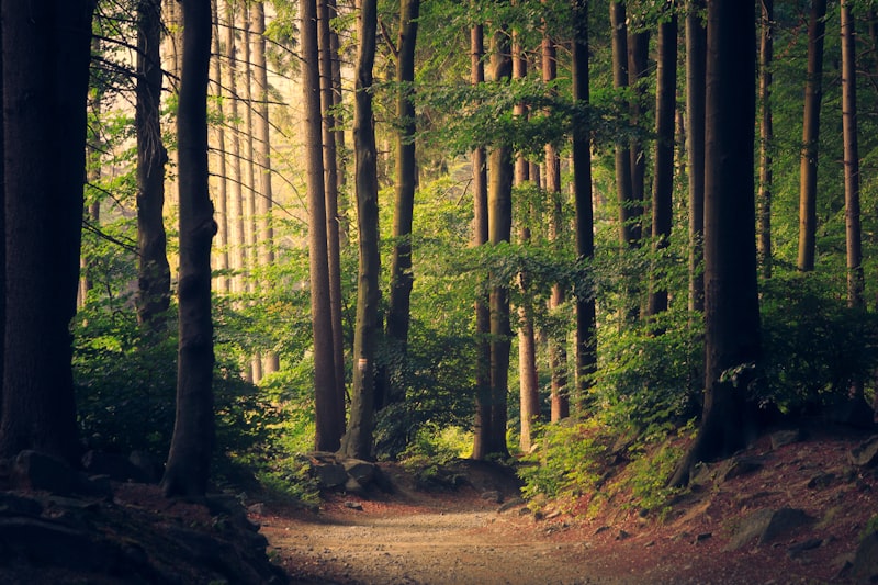 Sunlight through trees in an Australian forest